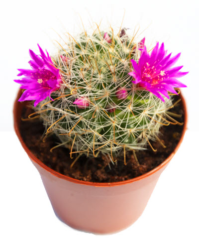 Mammillaria Zeilmanniana